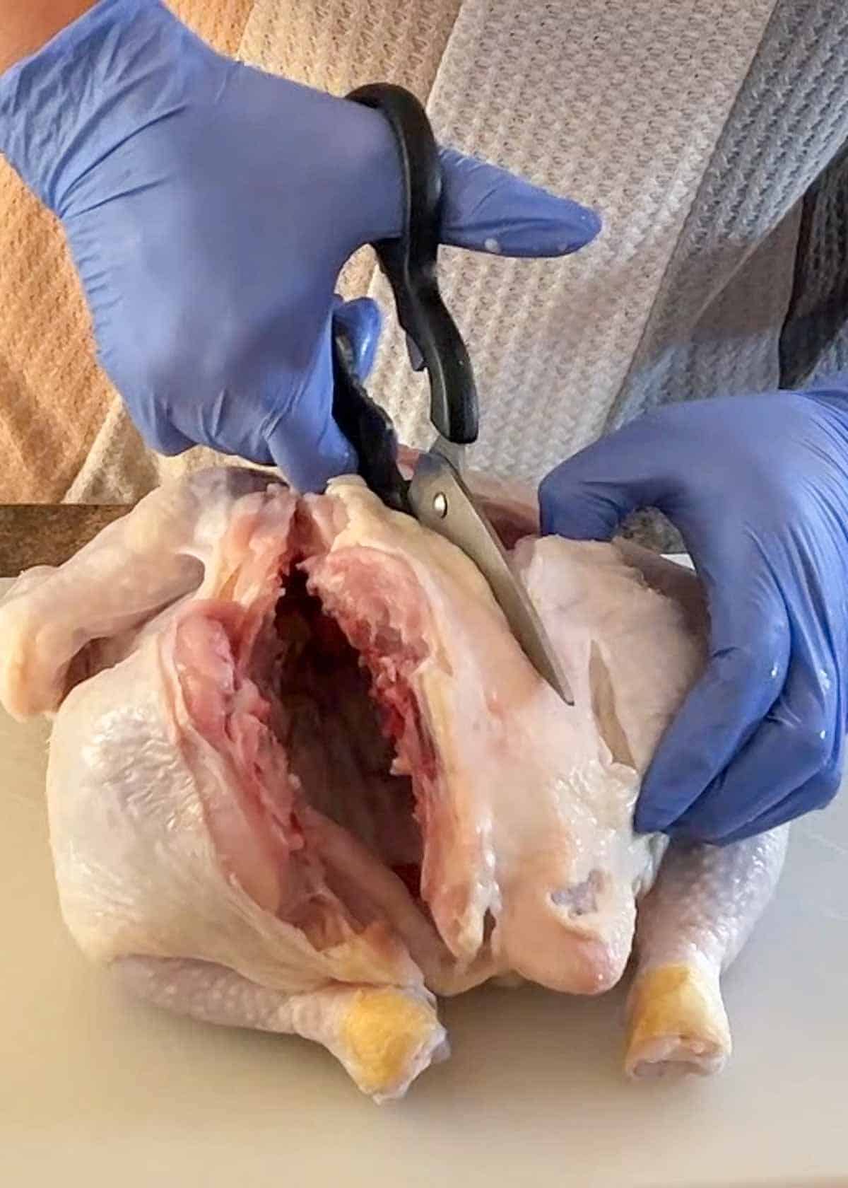 The backbone is being cut out of a whole chicken.